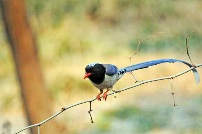 红嘴蓝鹊(13) 红嘴蓝鹊(13)
