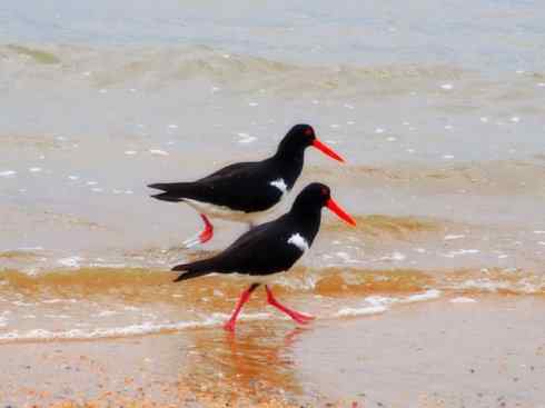 雀鸟也彪悍：与鳄共舞（埃及鸻）