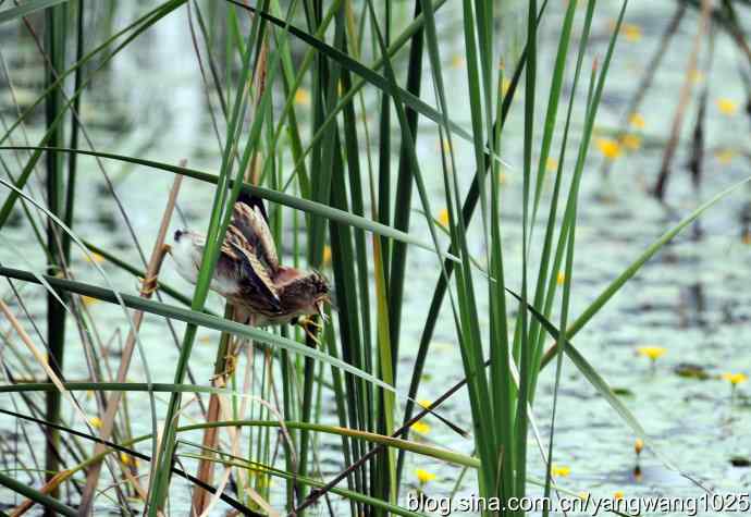 北京将府公园的鸟类——为领地而战（记黄苇鳽的一场战斗）