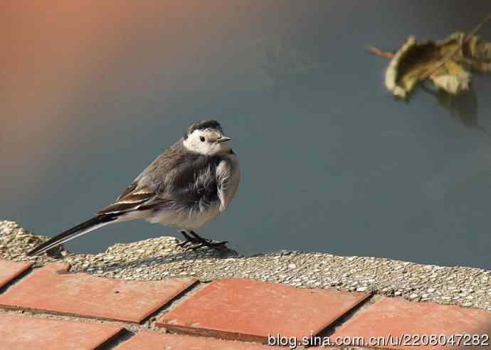 151.圣诞节送上12月份拍新鸟 151.圣诞节送上12月份拍新鸟