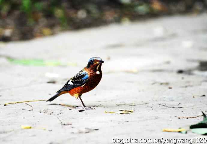 几幅标准像（记白喉矶鸫）