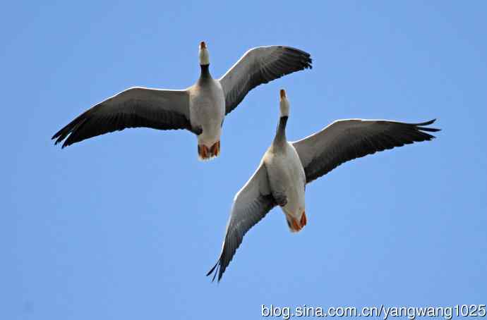 斑头雁（抓拍）13