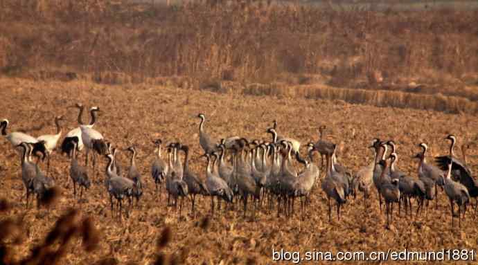 野外的珍禽丹顶鹤-穷人大炮及望远镜拍摄