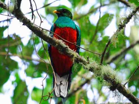 鸟类之最：凤尾绿咬鹃