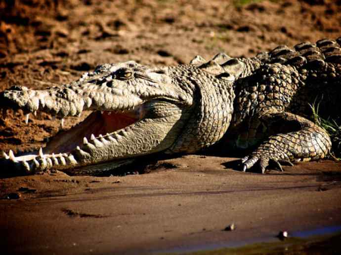 犬科：薮犬亚科非洲野犬属之非洲野犬