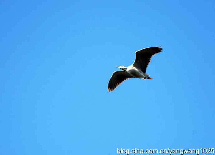 飞(夜鹭)28 飞(夜鹭)28