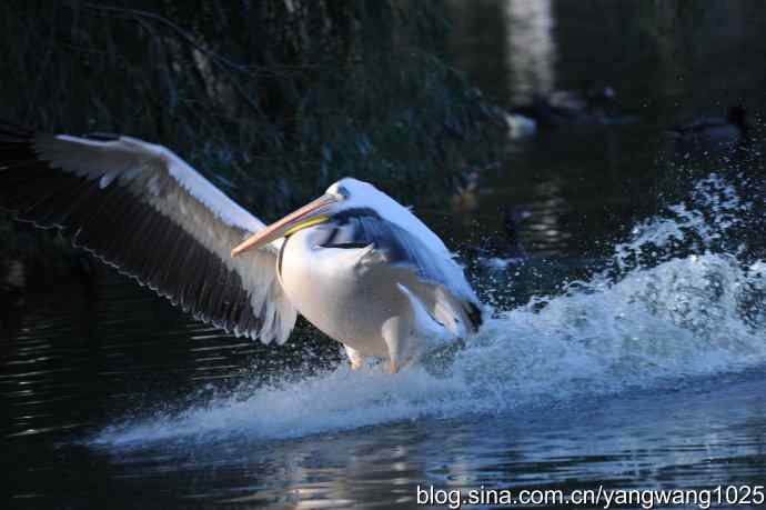 再拍大鹈鹕 wbr9