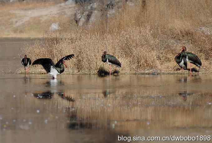 再拍黑巨鸡 再拍黑巨鸡