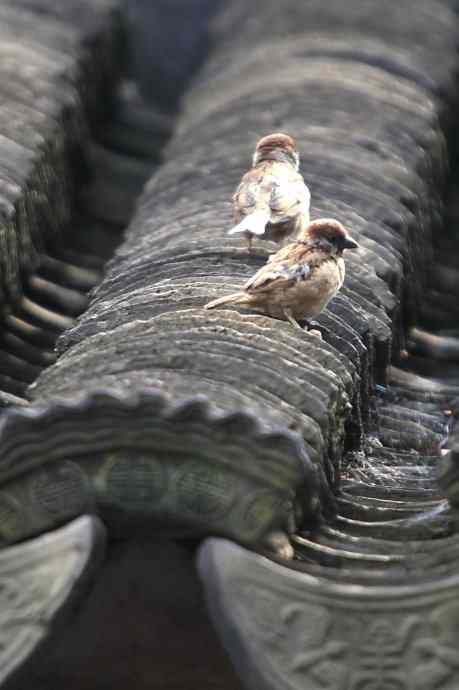 摄鸟拾趣（二） wbr麻雀2012.06