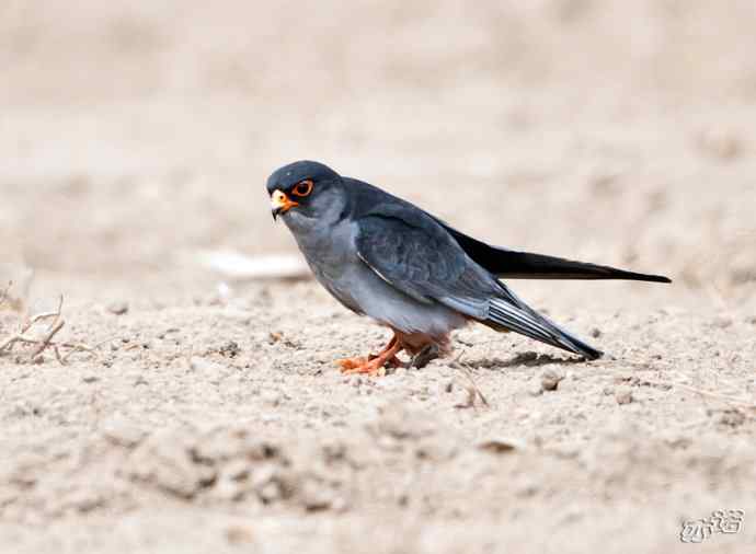 官厅水库拍鸟——阿穆尔隼