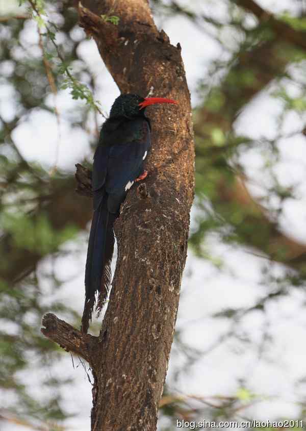 撮堆儿 wbr肯尼亚的鸟儿