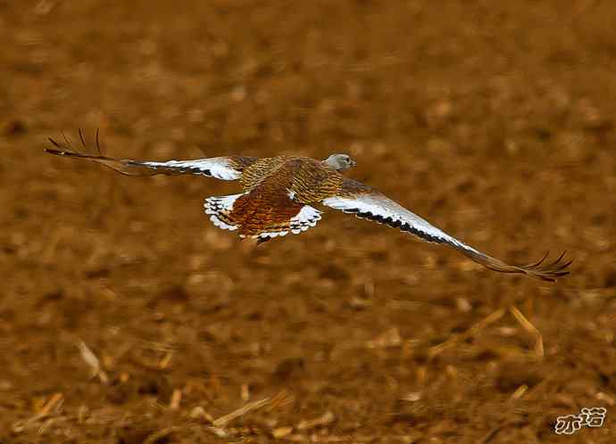密云水库&nbsp;wbr路&nbsp;wbr大鸨