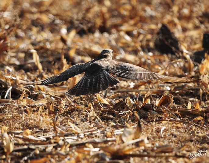 白河峡谷 wbr路 wbr大鵟吞鼠 白河峡谷 wbr路 wbr大鵟吞鼠