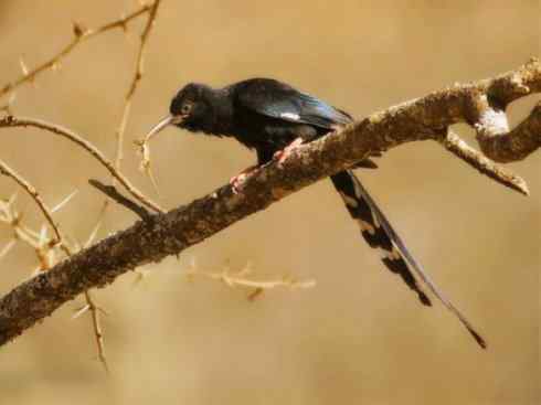 绝色攀禽:戴胜与林戴胜2 绝色攀禽:戴胜与林戴胜2