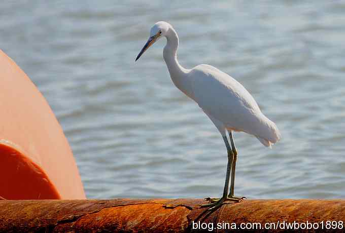 菩提岛：人文景观和观鸟基地
