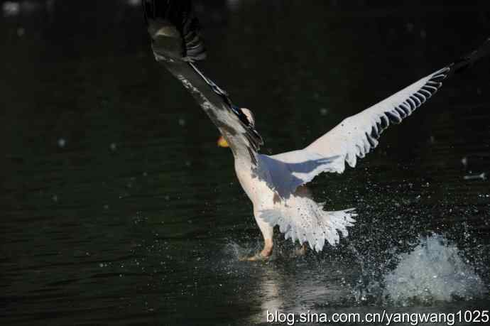 再拍大鹈鹕 wbr9