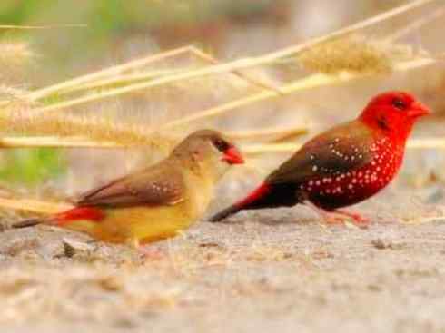 美丽无罪：雀鸟之雀类