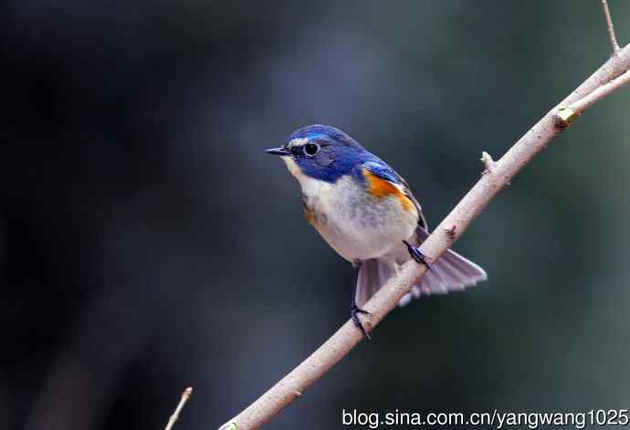 雄性红胁蓝尾鸲（2）