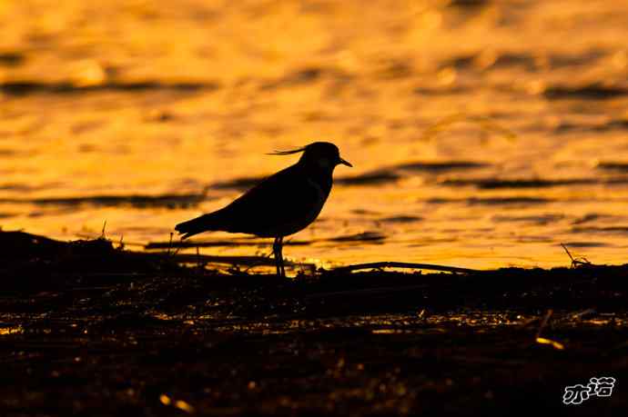 3月27日北京野鸭湖一组原画幅鸟片