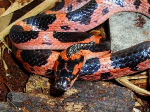 龙:传说的兽原型探秘(游蛇类) 龙:传说的兽原型探秘(游蛇类)