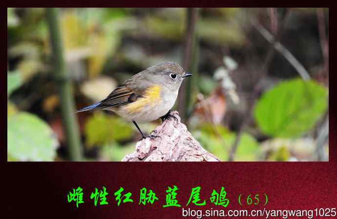 北京天坛公园的鸟类——雌性红胁蓝尾鸲（65）