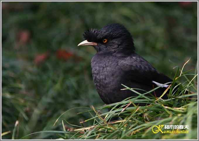 八哥&bull;松鸦【照片】