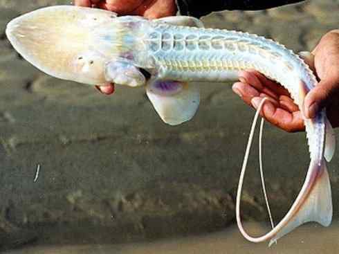 鱼类活化石：中华鲟