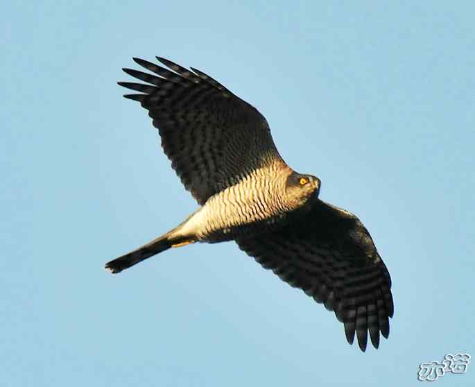 北京西山&nbsp;wbr路&nbsp;wbr雀鹰