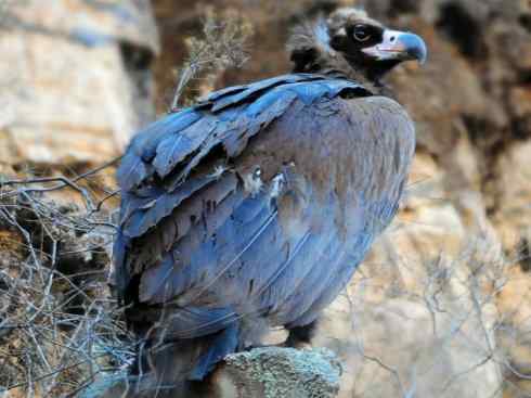 鸟类之最:大秃鹫