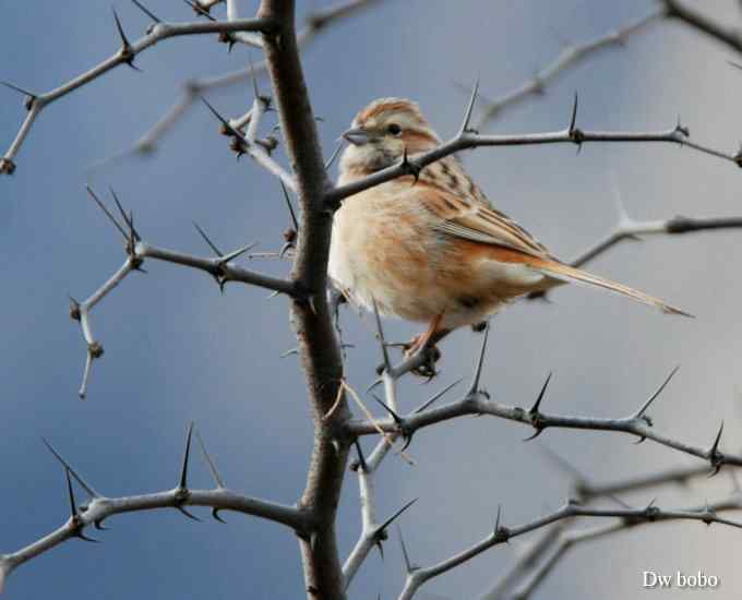 戈氏岩鹀 wbr大佬模样