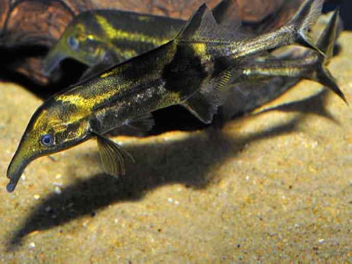 鱼类活化石：裸臀鱼