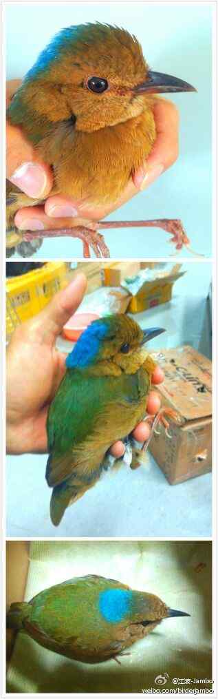 蓝枕八色鸫雄鸟——来自云南西双版纳的记录