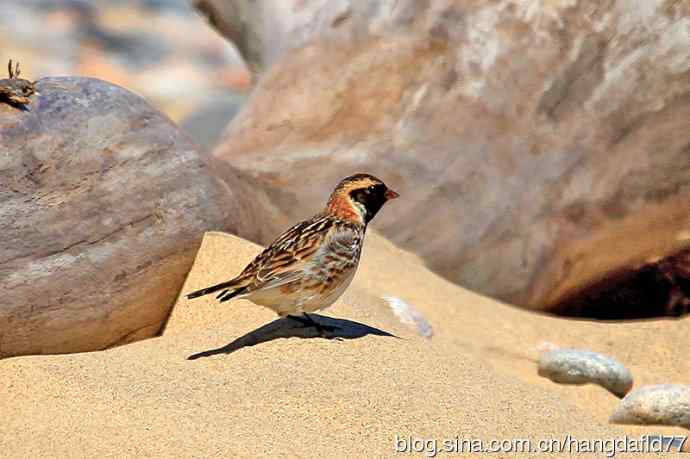 铁爪鹀(2) 铁爪鹀(2)