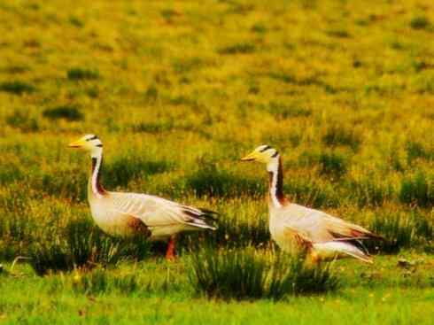 家禽驯化之源之十三（大雁、丹顶鹤）