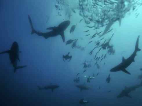 自然奇观：动物大迁徙(沙丁鱼)