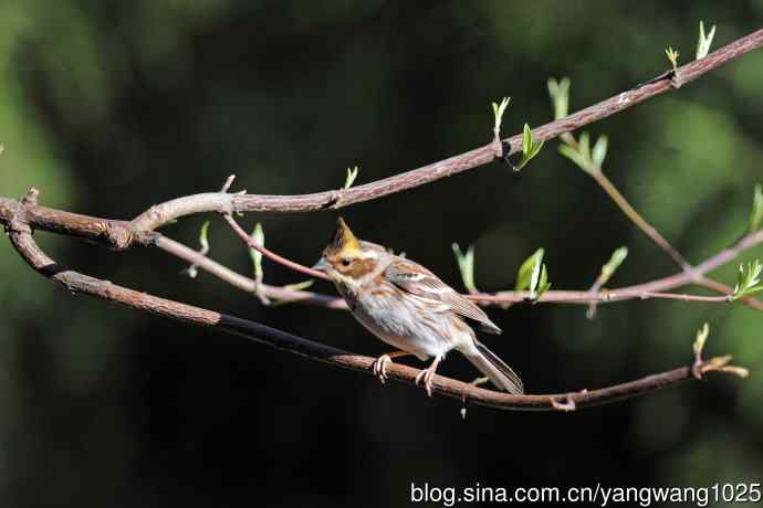 雌性黄喉鹀（15）