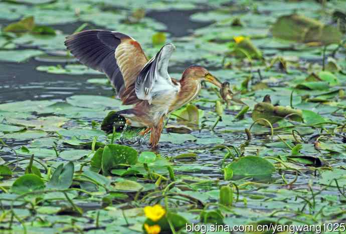 捕鱼的黄苇鳽（记实）3