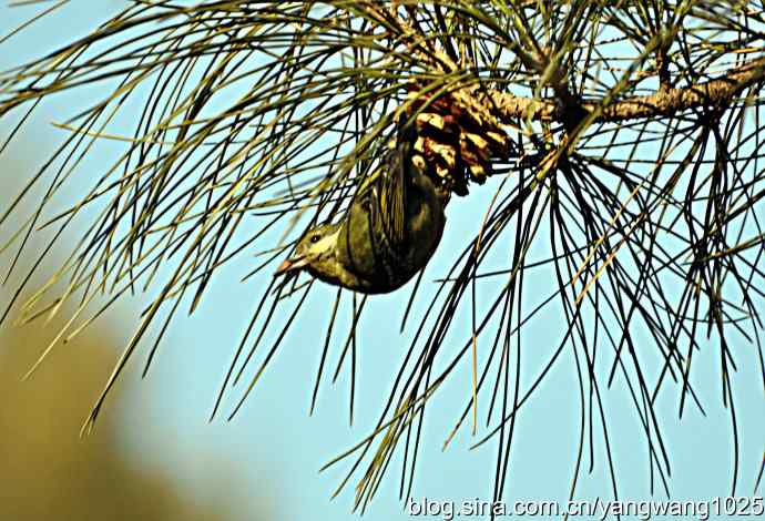 吃松子的小鸟 吃松子的小鸟