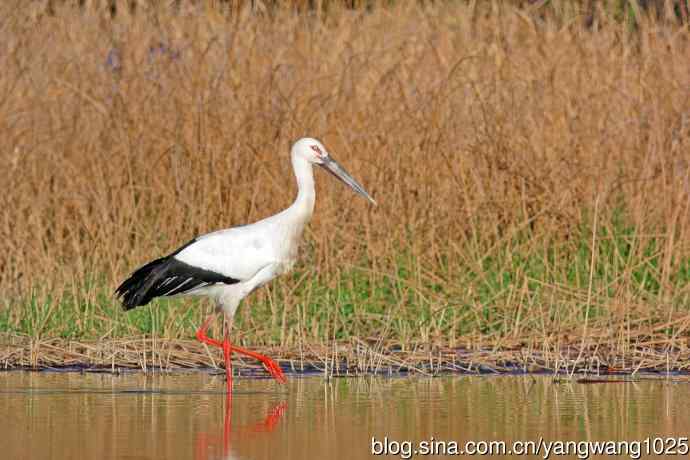 东方白鹳（11）