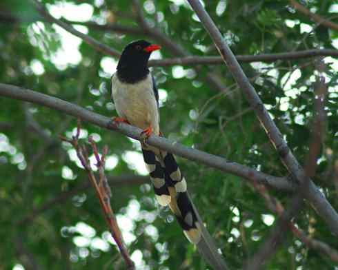 红嘴蓝鹊(组图,9张图片) 红嘴蓝鹊(组图,9张图片)