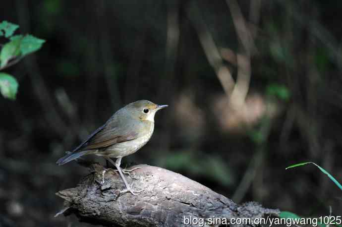 雌性蓝歌鸲（5）
