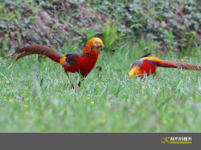 凤凰传说鈥斺敽旄菇跫