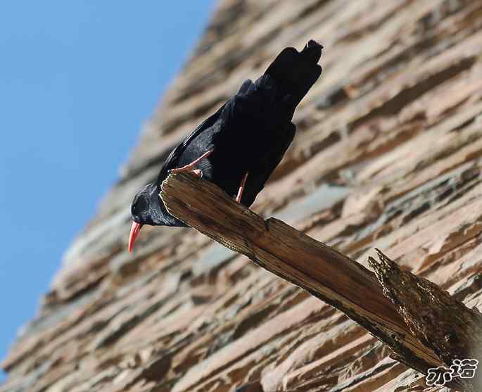 四川松岗&nbsp;wbr路&nbsp;wbr红嘴山鸦