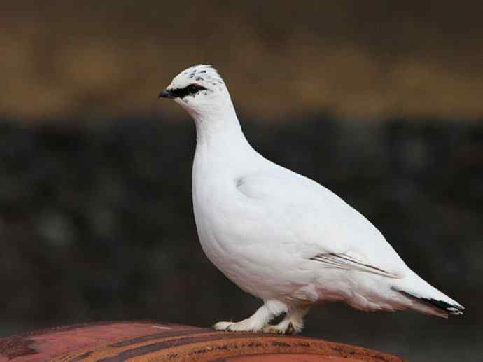 犬科：狐亚科之北极狐（雪鸮、雷鸟）