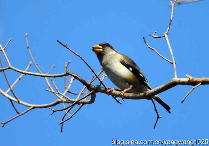 黑尾蜡嘴雀 wbr2