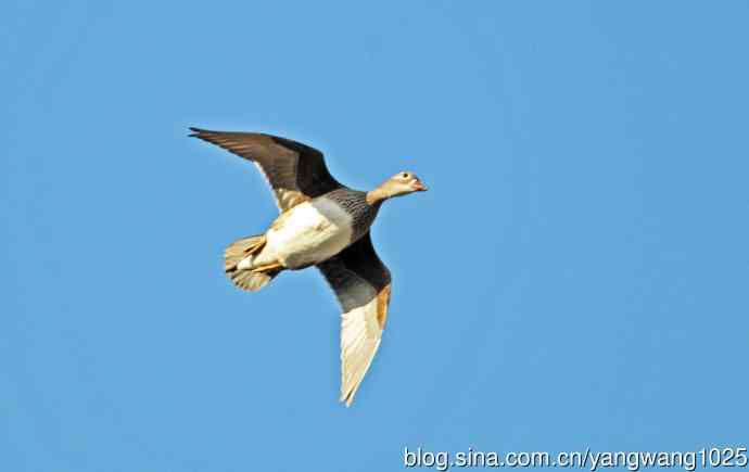 鸳鸯（库存片）