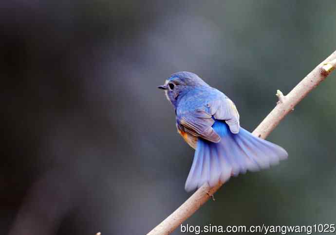 雄性红胁蓝尾鸲（2）