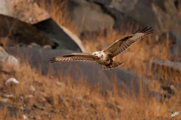 有背景的大鵟飞版