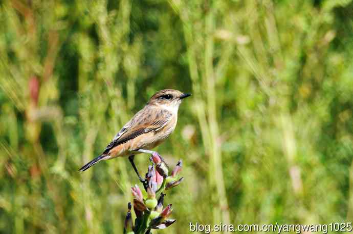 雌性黑喉石鵖（3）