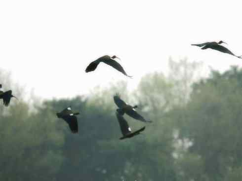 自然奇观：动物大迁徙(涉禽)